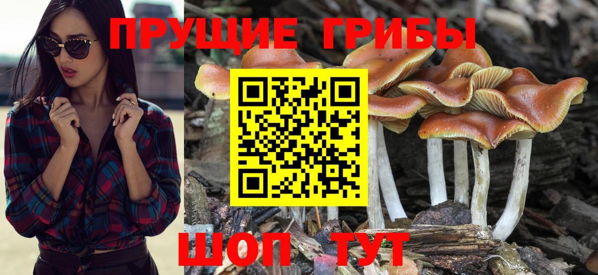 Псилоцибиновые грибы Psilocybe Кудымкар